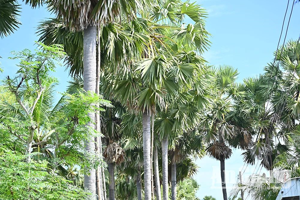 Đón Tết dưới rừng thốt nốt